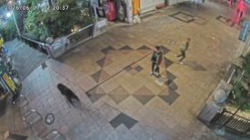 宇都宮のクマ、市街地を縦横無尽　見えぬ姿で市民の生活翻弄《緊急連載》