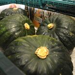 栃木の大平かぼちゃ出荷始まる ほっこり甘く成育順調