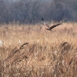 国内有数の越冬地　270種の野鳥が飛来　シンボル的存在チュウヒも