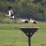 小山でコウノトリ２羽巣立ち　小山・渡良瀬遊水地の希羽とつなぐ　もう１羽…