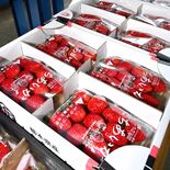 栃木県内24年産　とちあいか作付け倍増　244haでとちおとめ超える