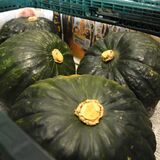 栃木の大平かぼちゃ出荷始まる　ほっこり甘く成育順調