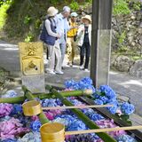 佐野・唐澤山神社でアジサイの花手水　青や紫、ゆらゆら涼しげに