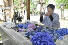 アジサイ 手水舎涼やか