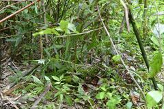 【夕刊】クマに襲われた男性顔面を損傷