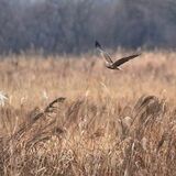国内有数の越冬地　270種の野鳥が飛来　シンボル的存在チュウヒも