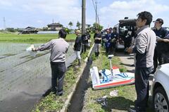 乾田直播栽培の苗「順調」