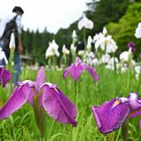 ハナショウブ、池のほとりをあでやかに　鹿沼・古峯神社で見頃