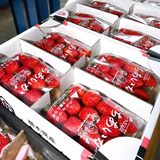 栃木県内24年産　とちあいか作付け倍増　244haでとちおとめ超える