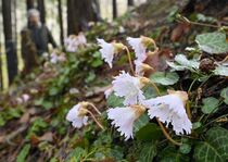 那珂川でイワウチワ開花