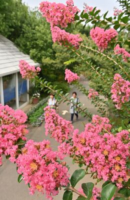 鮮やかなピンク色の花を付けるサルスベリ＝14日午後２時35分、足利市迫間町