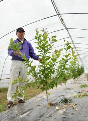 昨年３月にレモンの苗を植えた久保井さん。冬場は温度管理だけでイチゴ栽培との両立が可能という＝１９日、宇都宮市