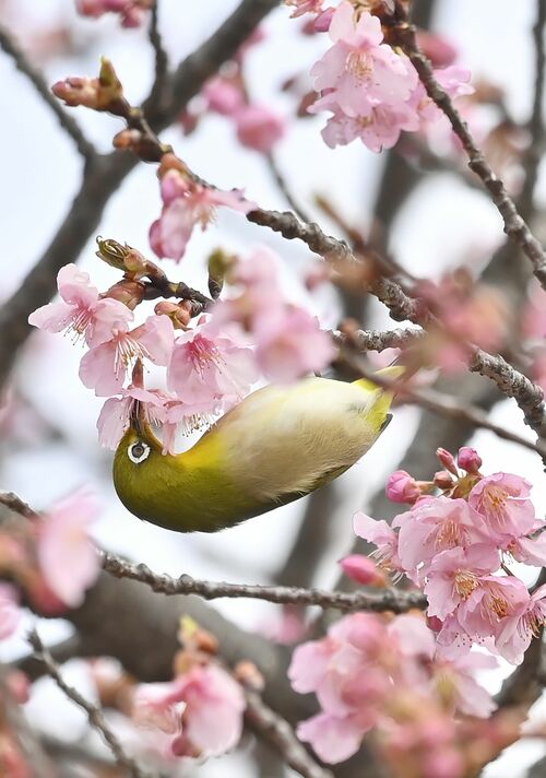 小枝に止まりカワヅザクラの花の蜜を吸うメジロ＝４日午前10時30分、宇都宮市本丸町
