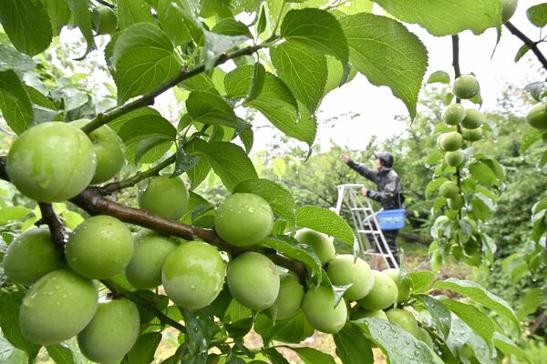 鈴なりに実った青梅の収穫作業＝11日午前11時45分、宇都宮市古賀志町