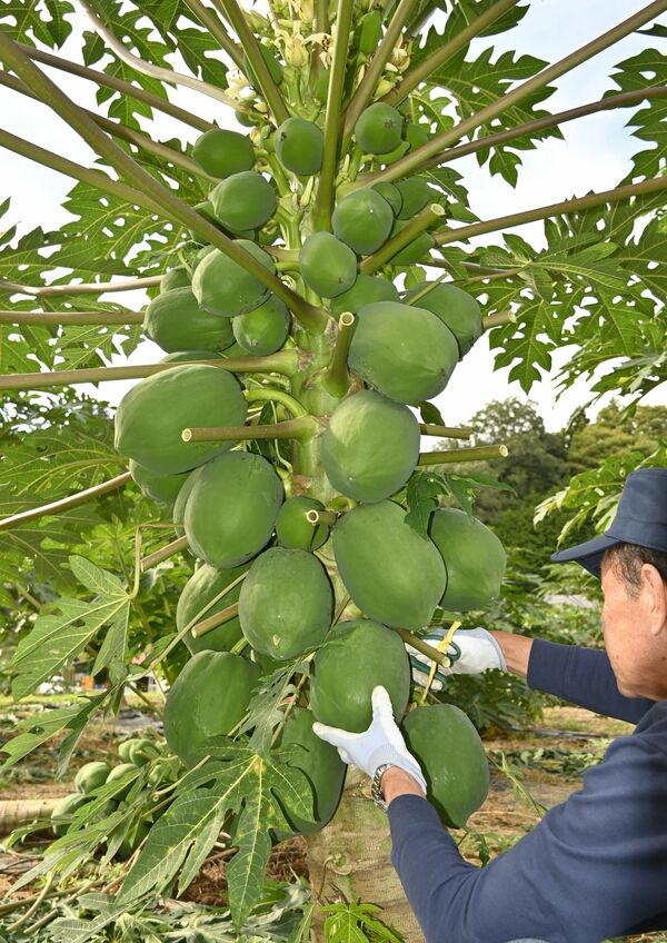 出荷に向けて収穫される青パパイア