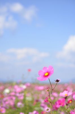 コスモス