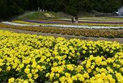 ビオラが見頃、色鮮やか壮観な眺め　「日光花いちもんめ」　栃木県内最大級の広さ