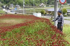 斜面に広がる深紅の花　那須烏山でクリムソンクローバー見頃