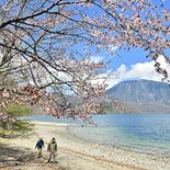 奥日光・中禅寺湖畔でオオヤマザクラ見ごろ　男体山から吹き下ろす風に揺れ