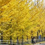 晩秋到来、イチョウ並木が黄葉に　栃木市総合運動公園、今週末まで見頃