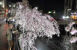 夜の水面できらめく桜