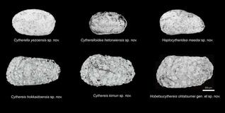 甲殻類６新種 化石発見