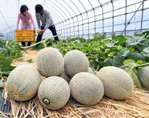 メロンの収穫最盛期