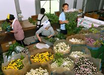 スプレー菊出荷最盛期