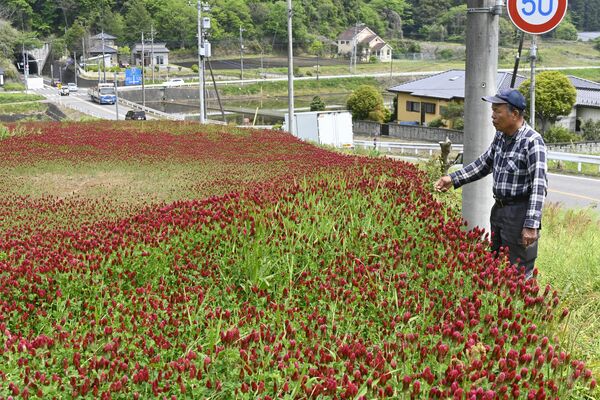 真紅の花を咲かせたクリムソンクローバー。小白井トンネルの西方にある