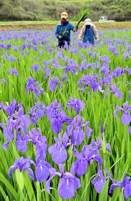 雨にぬれるカキツバタ。収穫は最盛期を迎えた＝15日午前10時45分、那珂川町小砂
