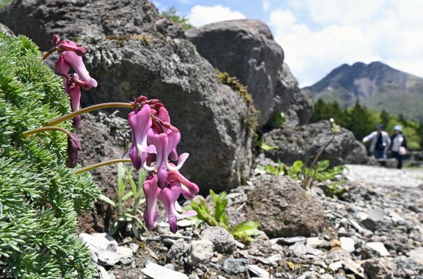 開花が進むコマクサ。右奥は日光白根山=11日午前11時45分、群馬県片品村