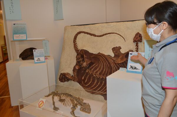 市葛生化石館で開かれている企画展「ペルム紀という時代」