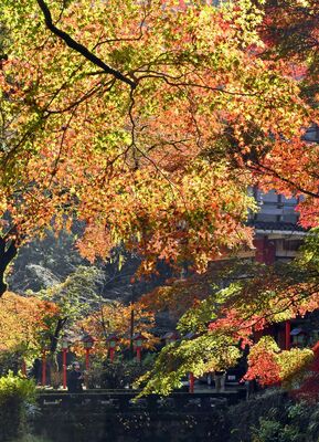 最終盤を迎えた満願寺周辺の紅葉＝22日午前10時25分、栃木市出流町