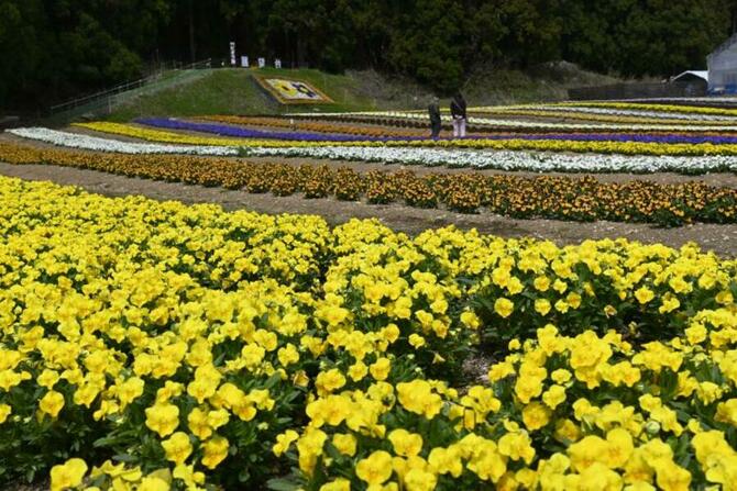 ４万６千株の色鮮やかなビオラが咲き誇る園内