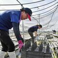 ＪＡ職員が突風被害のイチゴ農家を支援　「日本一の生産地」守る　真岡市内に延べ70人派遣へ
