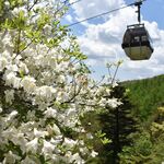 新緑のスキー場でゴヨウツツジ見頃　約３…