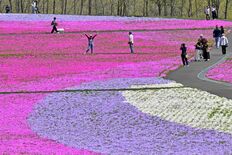 足元に広がる花のじゅうたん　市貝でシバザクラ見頃、モニュメントも設置