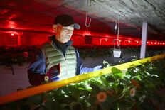 「本当においしいものを」一心で　イチゴに人生捧げる鹿沼の生産者　経営者…