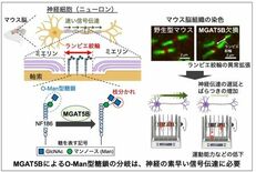 脳の信号伝達を支える糖鎖を発見