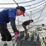 ＪＡ職員が突風被害のイチゴ農家を支援　「日本一の生産地」守る　真岡市内…