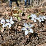 かれんに春の訪れ　栃木でセツブンソウ開花【動画】