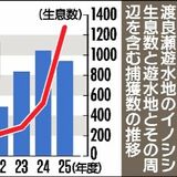 渡良瀬遊水地のイノシシ、25年度は940頭で初の減少 捕獲強化が奏功も依然高止まり 新手法導入へ