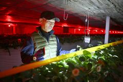 「本当においしいものを」一心で　イチゴに人生捧げる鹿沼の生産者　経営者として、父として