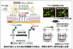 脳の信号伝達を支える糖鎖を発見