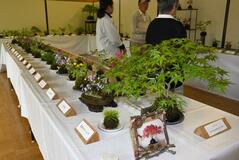 大小のコケ玉 １００点並ぶ