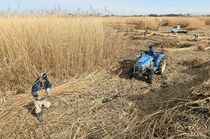 渡良瀬遊水地でヨシ刈り