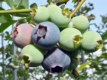 ブルーベリーの収穫期　矢板