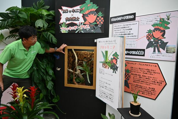 大型の図鑑を開くと食虫植物が観察できる企画展