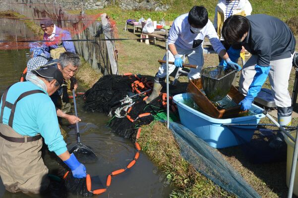 ホンモロコを水揚げする組合員ら