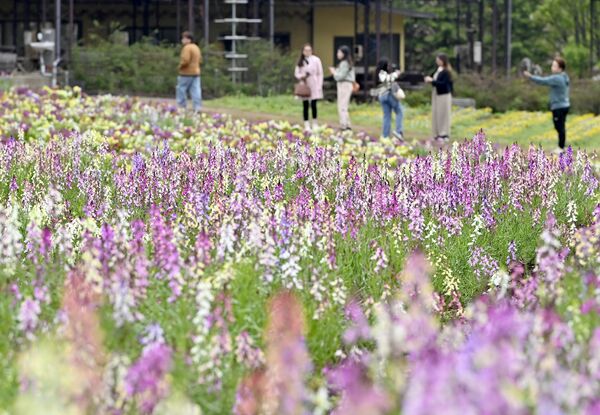 園内の花畑を色鮮やかに彩るリナリア＝６日午前９時10分、那須町豊原丙、広瀬華撮影